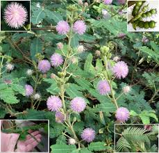 Humble plant(Mimosa pudica L.)